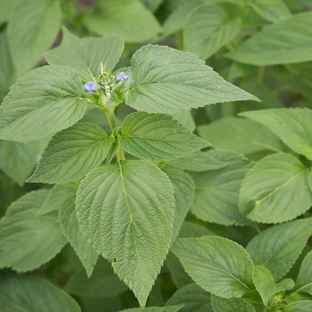 Chia Herb Seeds