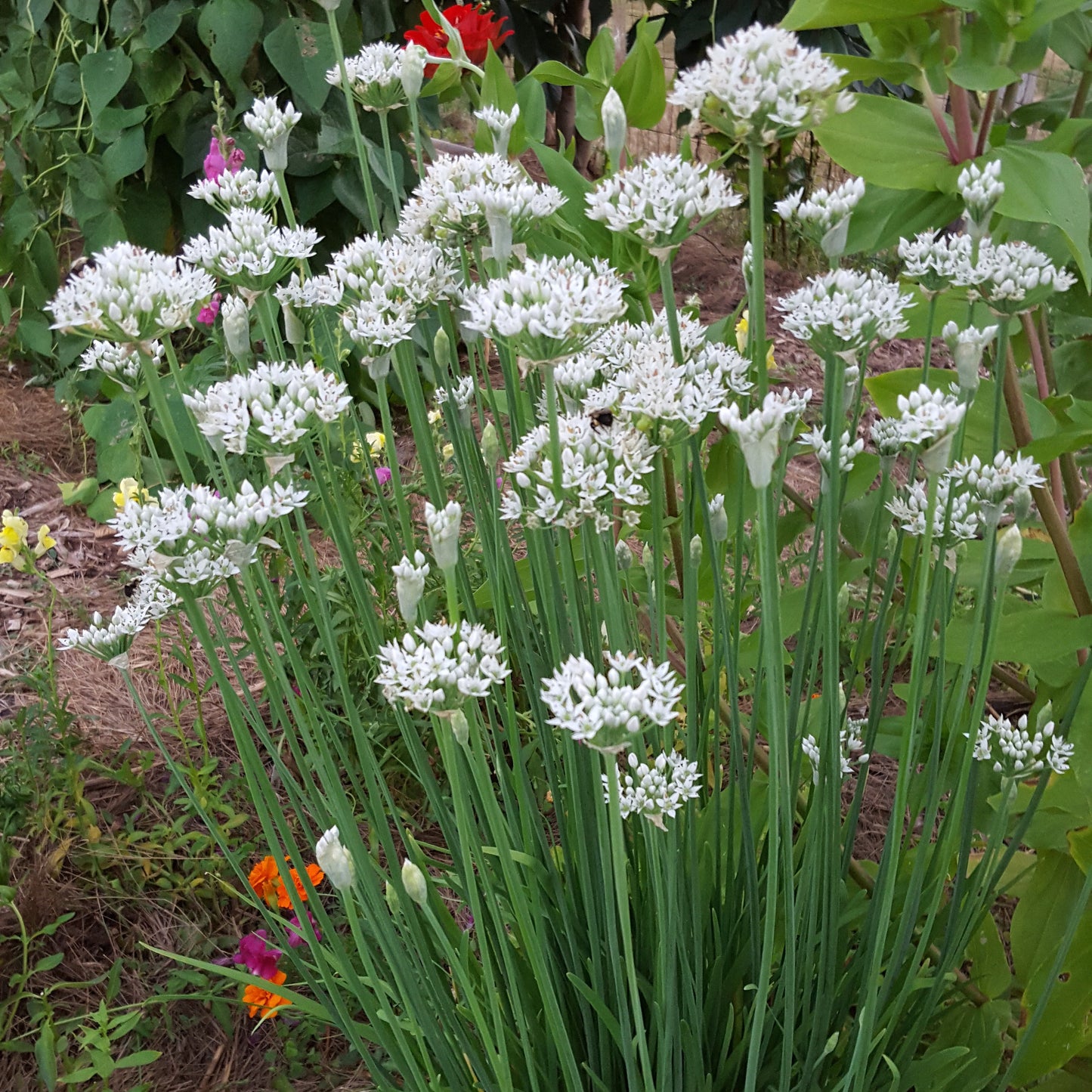Chives Garlic with White Blossom Seeds