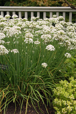 Chives Garlic with White Blossom Seeds