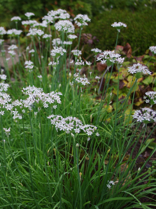 Chives Garlic with White Blossom Seeds