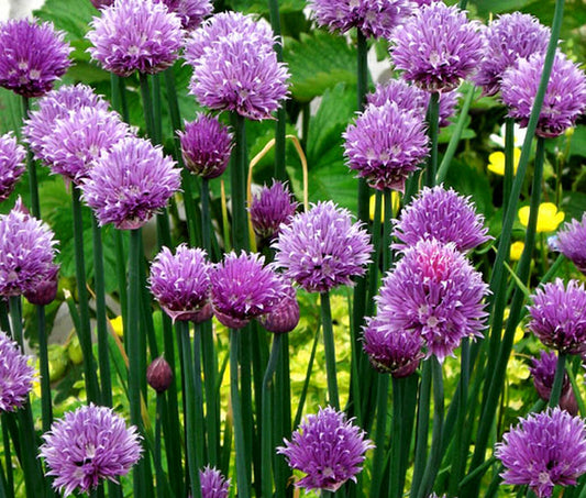 Chives Organic Common with Purple Blossom Seeds