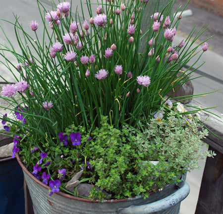 Chives Organic Common with Purple Blossom Seeds