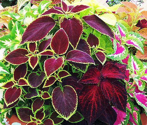 Coleus Rainbow Seeds, Mixed Colors