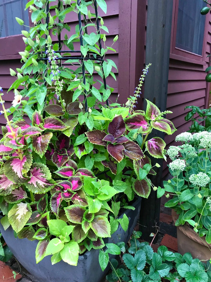 Coleus Rainbow Seeds, Mixed Colors