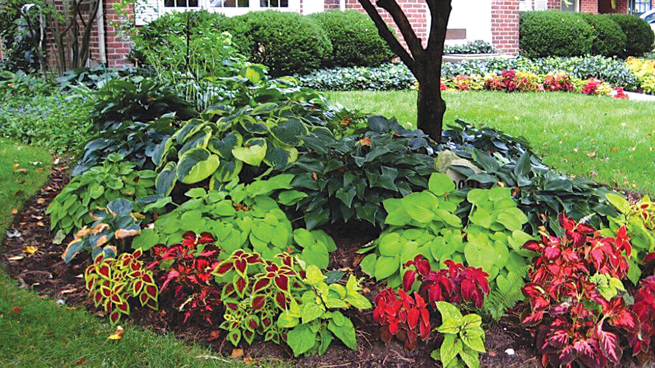 Coleus Rainbow Seeds, Mixed Colors