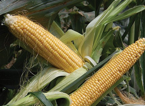 Corn Seeds, Golden Bantam Organic Corn
