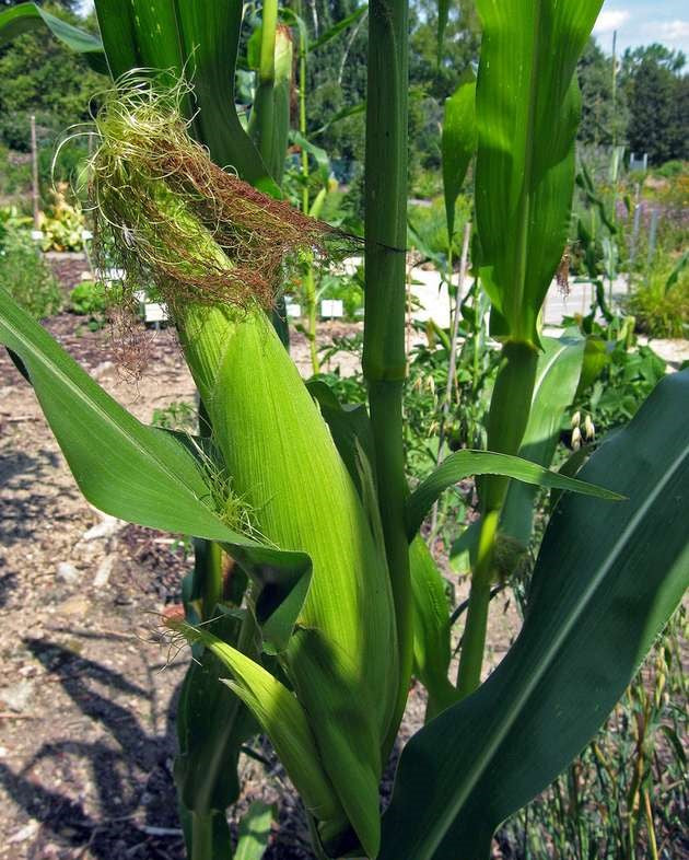 Corn Seeds, Golden Bantam Organic Corn