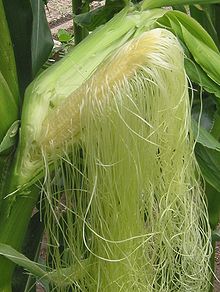 Corn Seeds, Golden Bantam Organic Corn