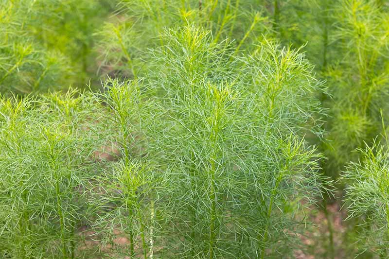 Cumin Herb Seeds