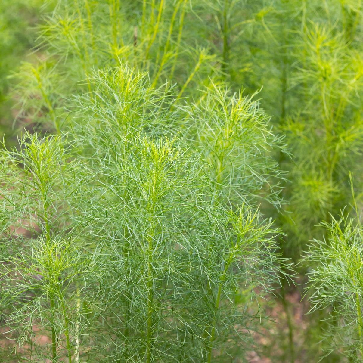 Cumin Herb Seeds Gran's Garden Seeds