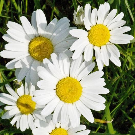 Daisy - planting, care, blooming of oxeye, the 5th anniversary