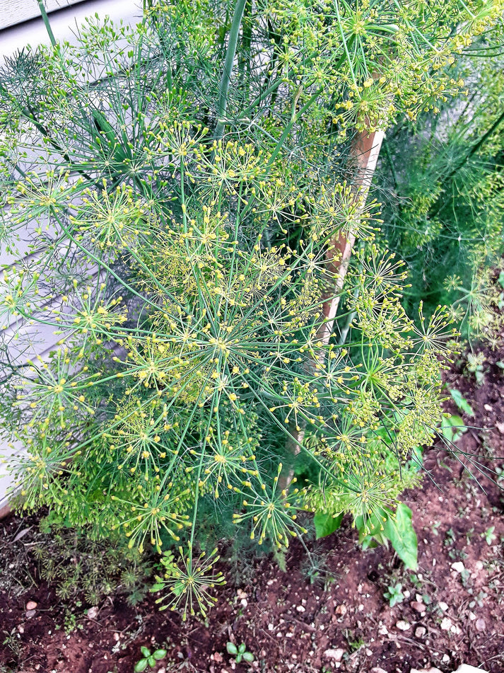 Dill, Organic Bouquet Dill Herb Seeds Gran's Garden Seeds