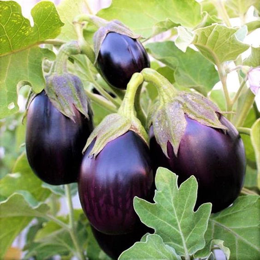 Eggplant, Heirloom Black Beauty Eggplant Seeds