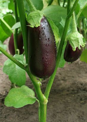 Eggplant, Heirloom Black Beauty Eggplant Seeds