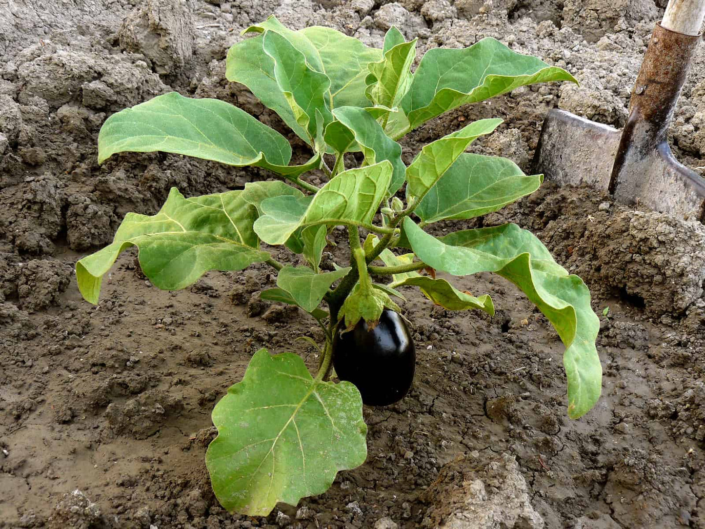 Eggplant, Heirloom Black Beauty Eggplant Seeds