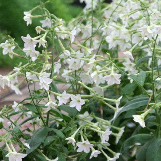 Flowering Tobacco Grandiflora Seeds