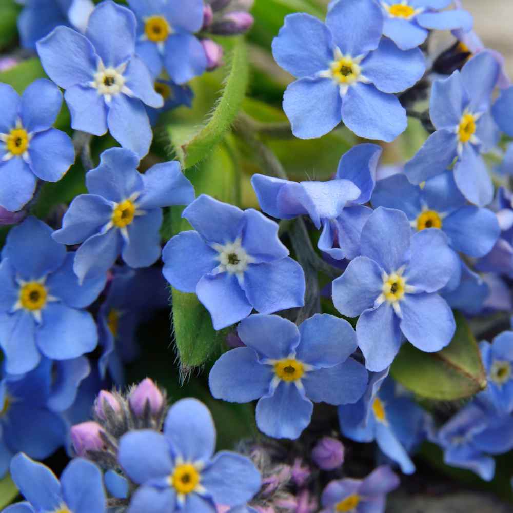 Forget Me Not Blue Flower Seeds