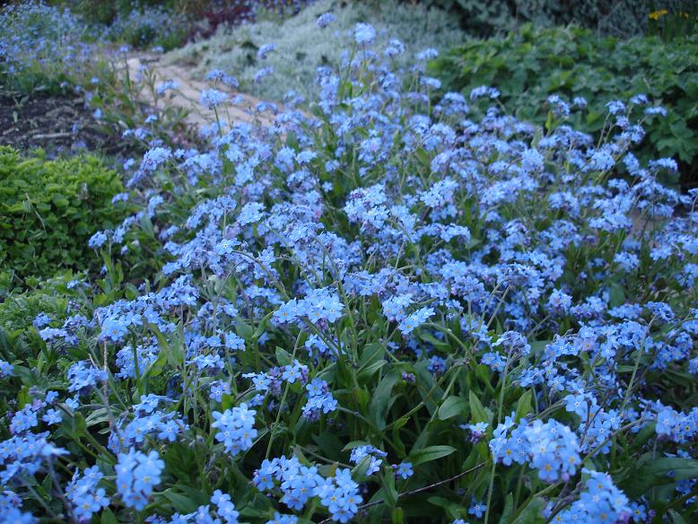 Forget Me Not Blue Flower Seeds – Gran's Garden Seeds
