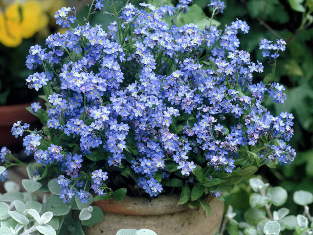 5,000+ Blue Forget Me Not Seeds for Planting, Easy to Grow Wildflower  Seeds, Made in USA, Ships from Iowa.