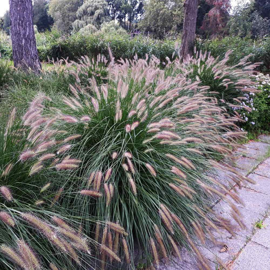 Grass, Chinese Fountain Grass Seeds