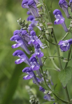 Skullcap, Hoary Skullcap