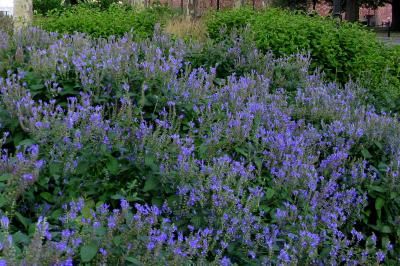 Skullcap, Hoary Skullcap