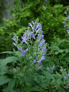 Skullcap, Hoary Skullcap