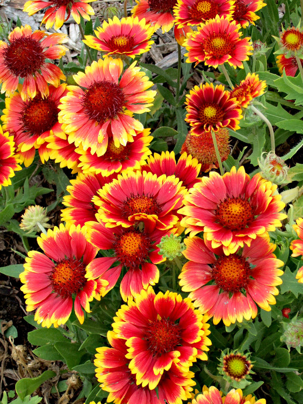 Indian Blanket Flower Seeds Gran's Garden Seeds