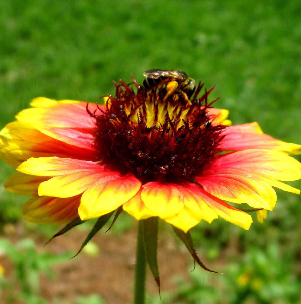 Indian Blanket Flower Seeds Gran S Garden Seeds   IndianBlanket WildFLower5 