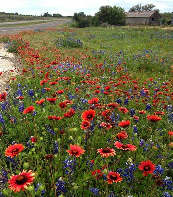 Indian Blanket Flower Seeds Gran's Garden Seeds