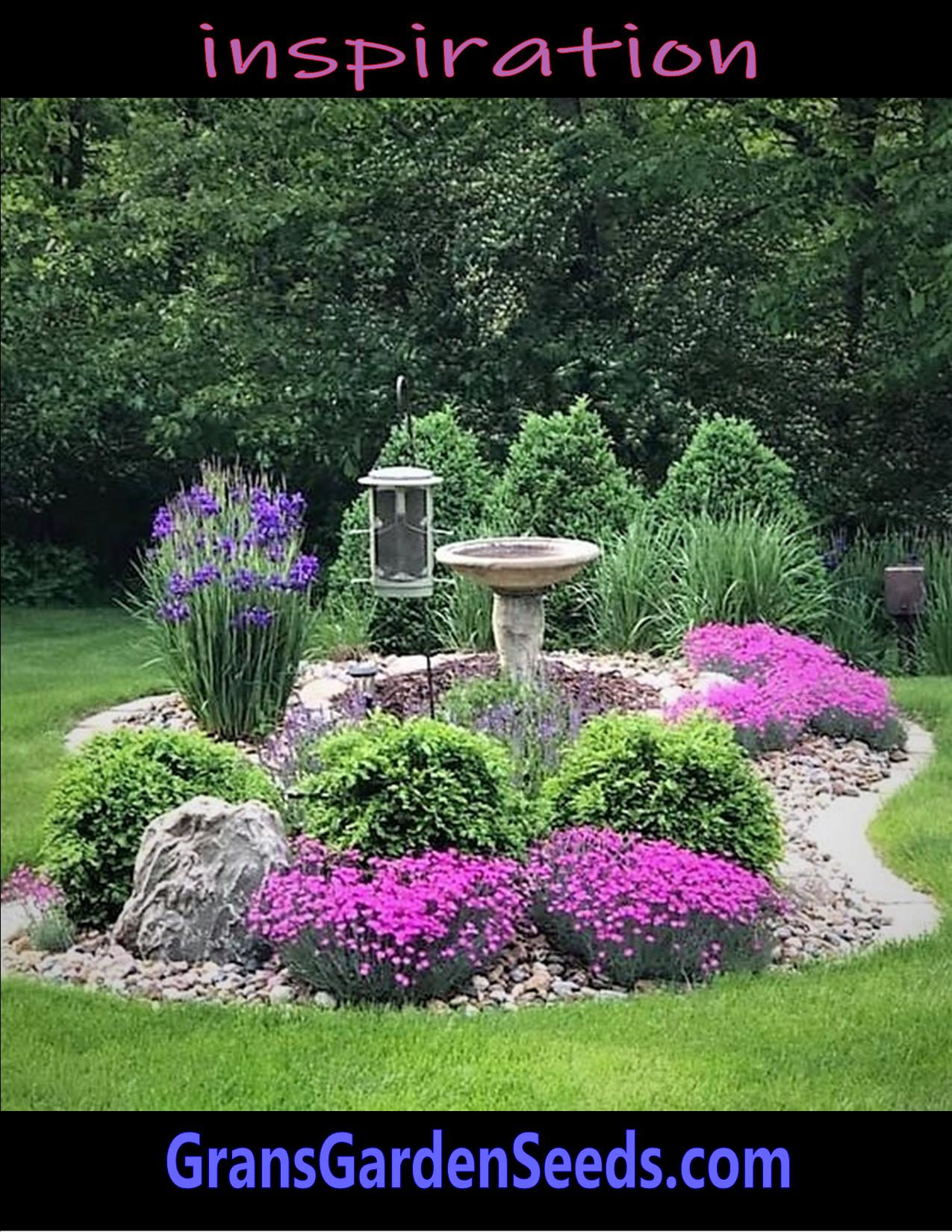 Celosia Seeds, Pink Blooms