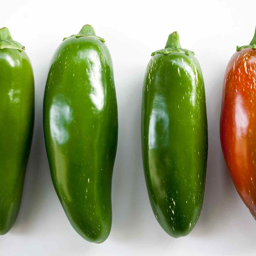 Pepper, Jalapeno Chili Pepper Seeds – Gran's Garden Seeds