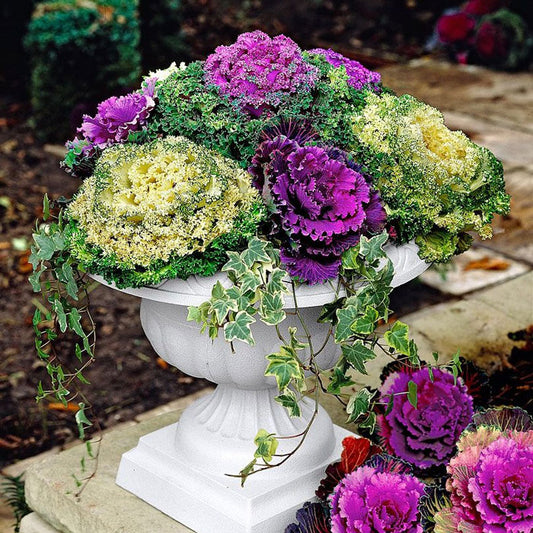 Kale, Ornamental Kale Seeds, Brassica Oleracea