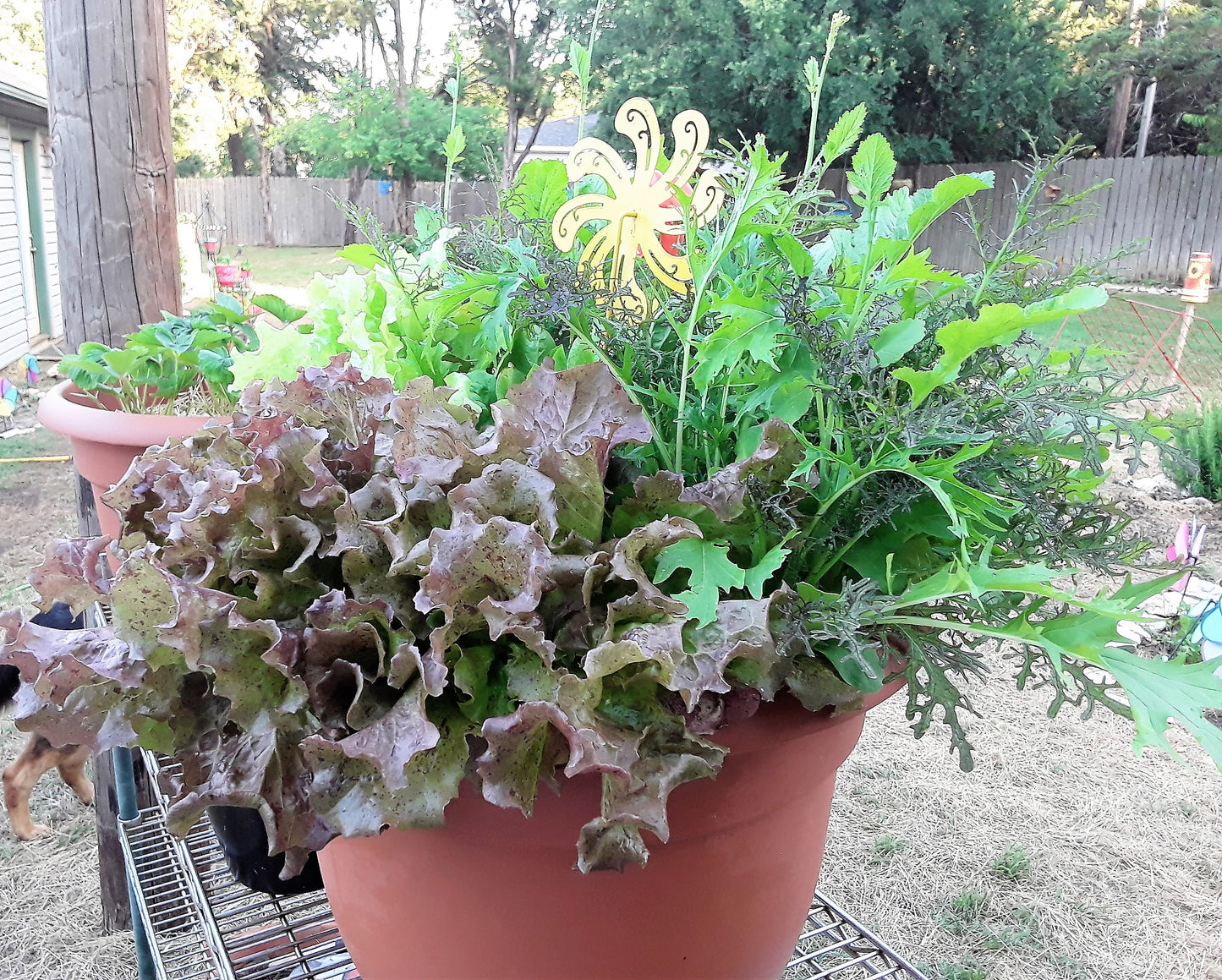 Lettuce Variety Mixed Seeds