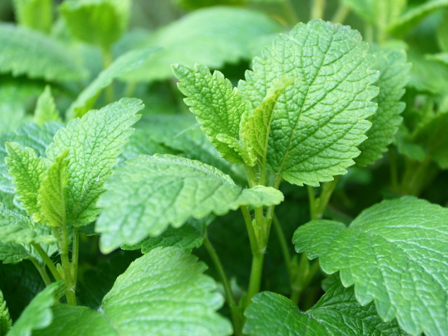 Lemon Balm Herb Seeds