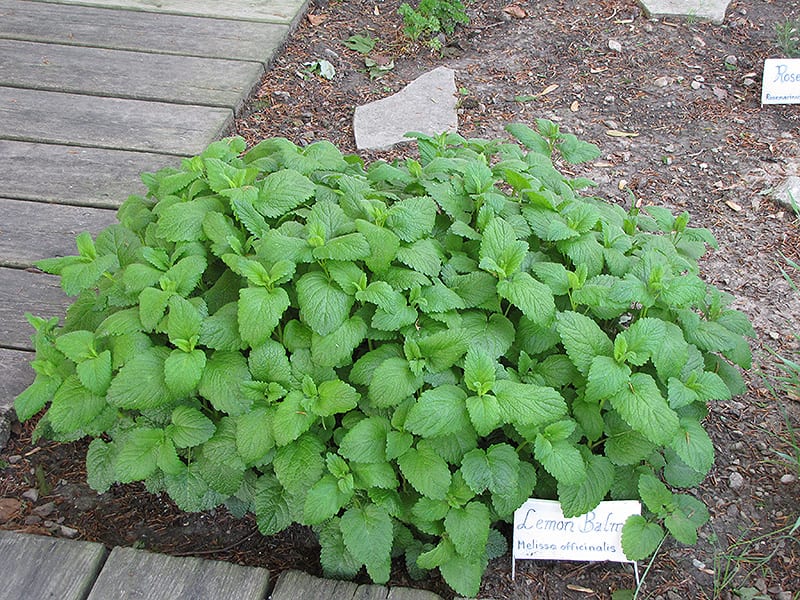 Lemon Balm Herb Seeds