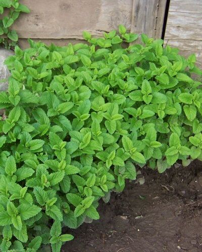 Lemon Balm Herb Seeds