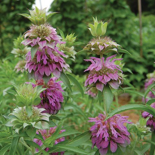 Lemon Bee Balm Herb Seeds or Lemon Mint