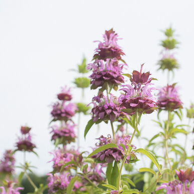 Lemon Bee Balm Herb Seeds or Lemon Mint