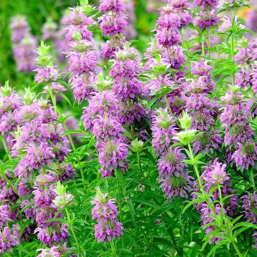 Lemon Bee Balm Herb Seeds or Lemon Mint