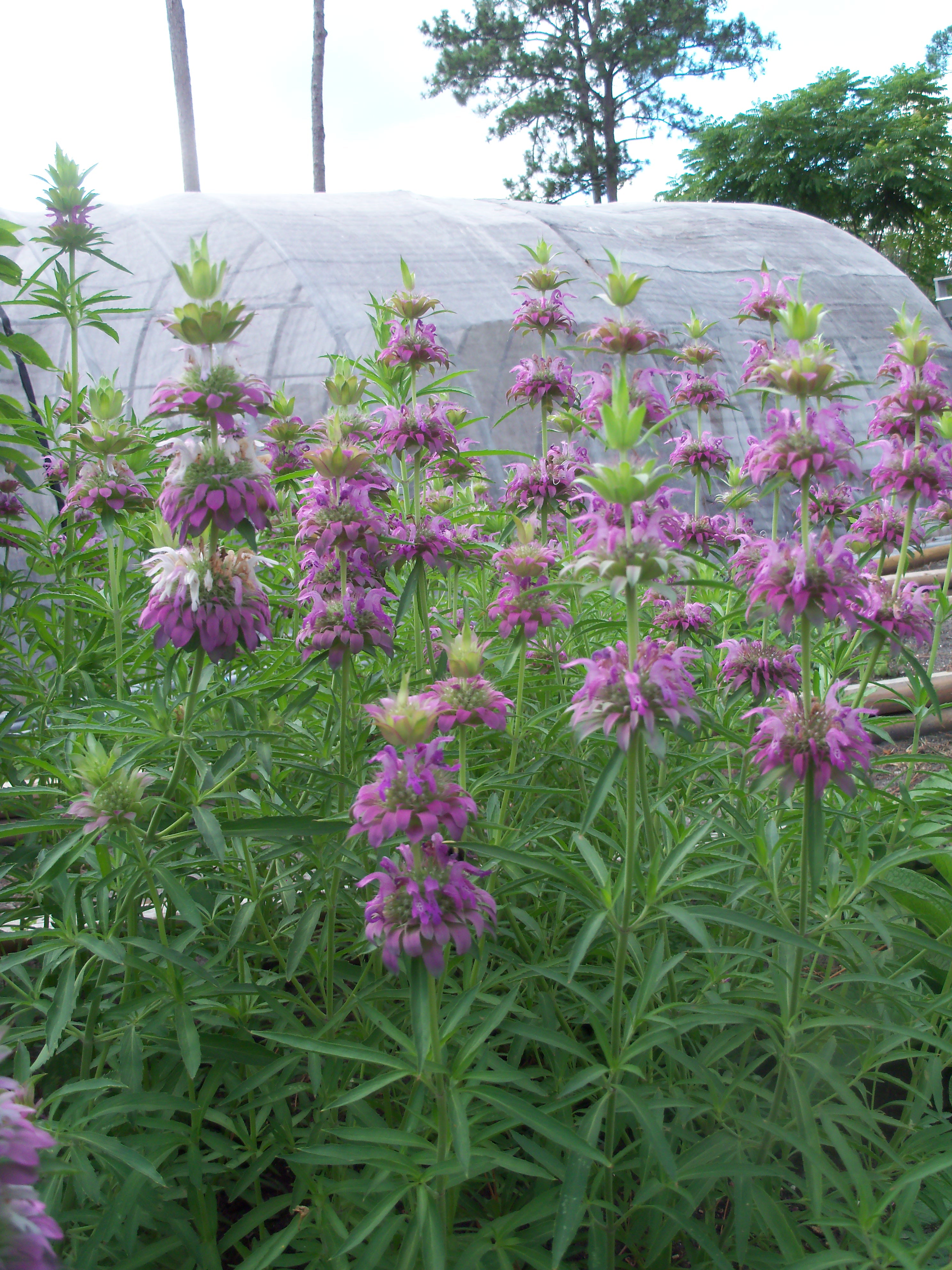 Lemon Bee Balm Herb Seeds or Lemon Mint – Gran's Garden Seeds