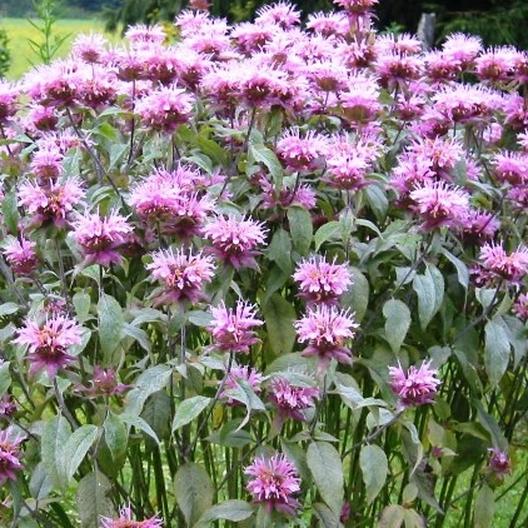 Lemon Bee Balm Herb Seeds or Lemon Mint