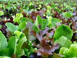 Lettuce Variety Mixed Seeds