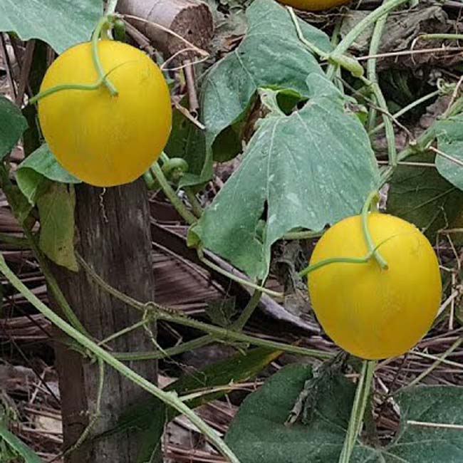 Melon, Mango Melon Seeds