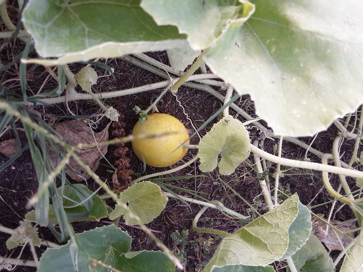 Melon, Mango Melon Seeds