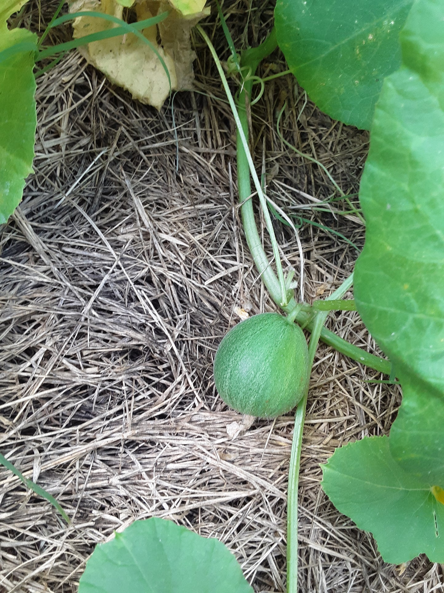 Melon, Mango Melon Seeds