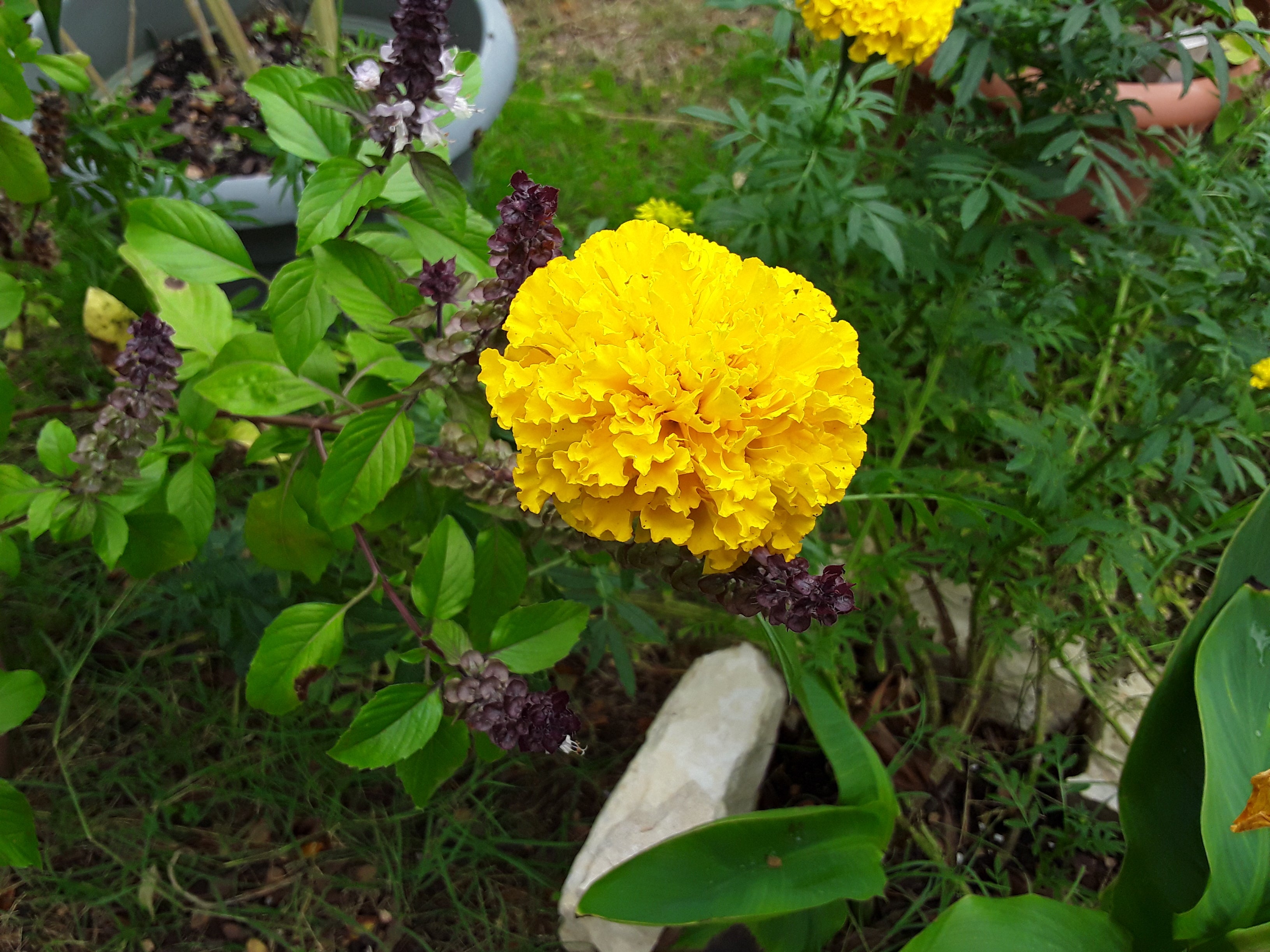 Marigold, Yellow Sierra Marigold Seeds – Gran's Garden Seeds