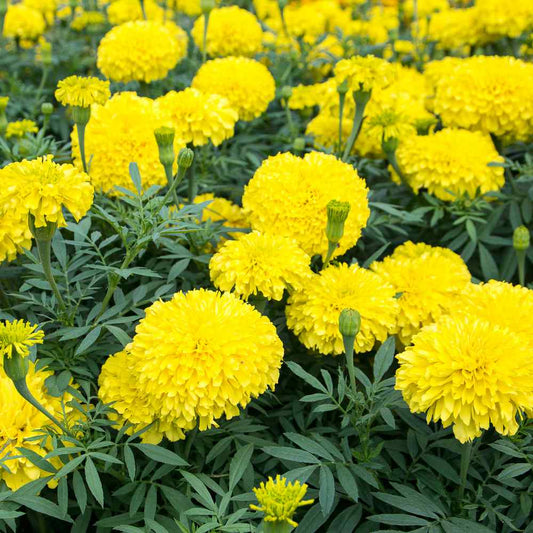 Marigold, Yellow Sierra Marigold Seeds