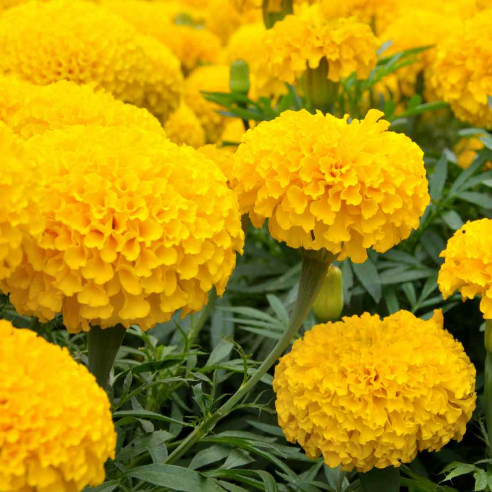 Marigold, Yellow Sierra Marigold Seeds – Gran's Garden Seeds