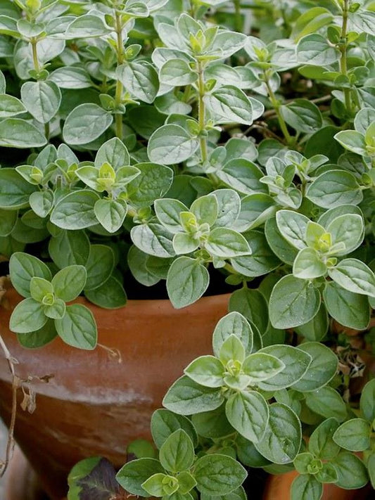 Marjoram, Sweet Marjoram Herb Seeds